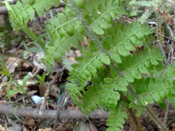 Polystichum cfr. setiferum